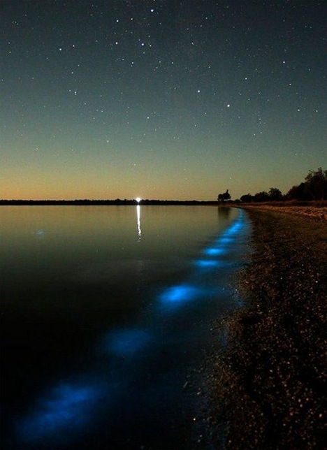 Amazing Bioluminescent Lake in Australia (1)